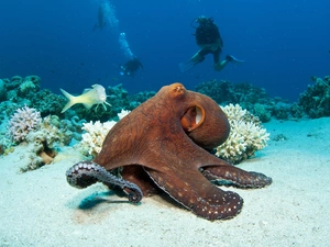 Octopus, cay, Divers, fish