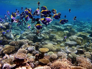 shoal, fish, reef, coral, sea
