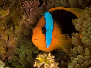 fish, reef