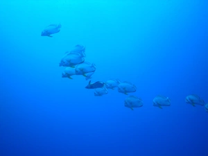 shoal, sea, Red, fish