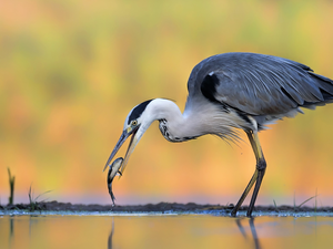 water, Gery Heron, fish