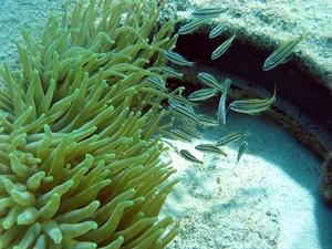 anemone, little doggies, fishes