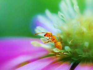 ant, rods, Close, flakes