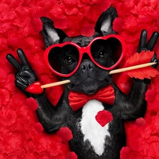 Funny, dog, Arrow, flakes, Glasses, French Bulldog