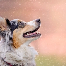 snow, Australian Shepherd, flakes