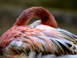 flamingo, neck