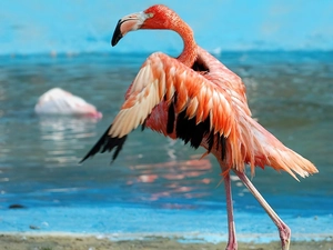 flamingo, sea