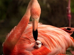 flamingo, young
