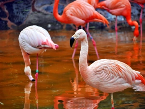 Flamingos