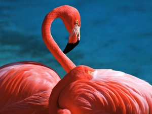 Flamingos