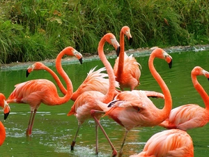 Flamingos Crimson