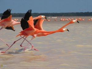 Flamingos, flamingos