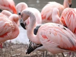 herd, birds, Chilean Flamingos