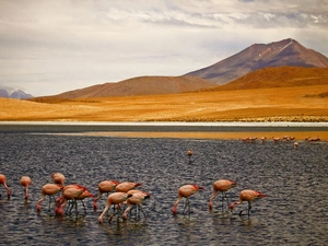 herd, Mountains, River, flamingos