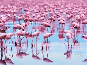 Flamingos, herd