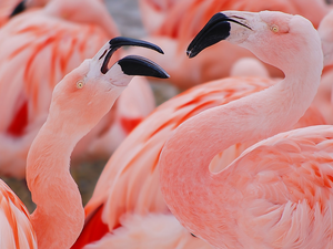 flamingos, Two cars, Flamingos