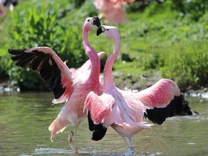 Flamingos, water