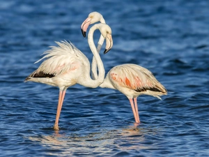 Flamingos, water