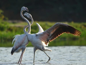 Flamingos, water