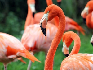 Flamingos