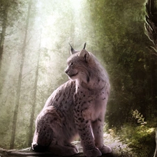 ligh, Lynx, flash, luminosity, sun, forest