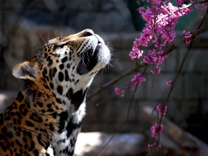 branch, ligh, zoo, sun, luminosity, Blossoming, Leopards, flash