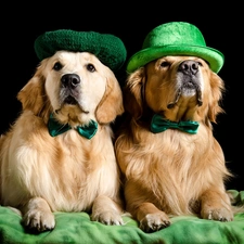 Golden Retriever, beret, black background, Green, flies, Dogs, Two cars, Hat