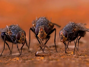 Three, drop, water, Flies