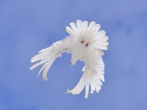 flight, White, dove