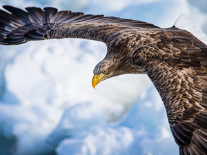 eagle, Sky, clouds, flight