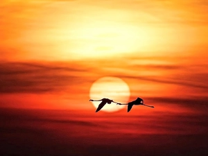 Flamingos, west, sun, flight