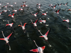 flight, Flamingos, herd