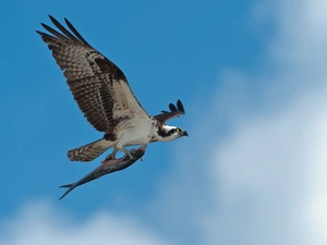 osprey, fish, Sky, flight