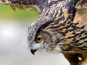 owl, flight, profile, eagle-owl
