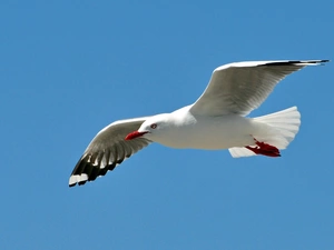 seagull, Red, nose, flight
