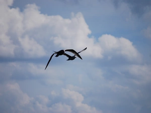 flight, gulls, summer