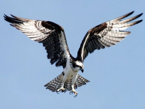 flight, osprey, wings