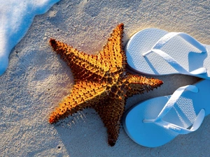 flip, starfish, Beaches