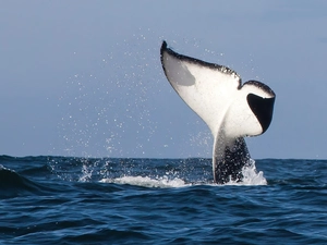 flipper, whale killer