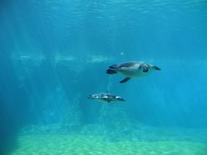 water, zoo, penguin, Floating, Two cars