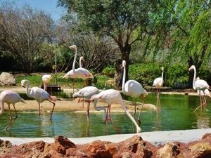 flock, flamingos