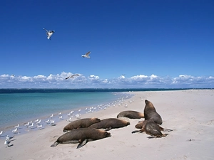 flock, seal
