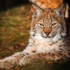 lying, sun, Lynx, Floodlit