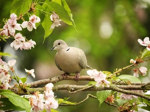 Bird, Flourished, branch pics, pigeon