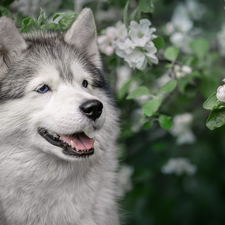 dog, Flourished, Twigs, Alaskan Malamute