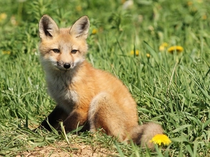 Flower, fox, grass