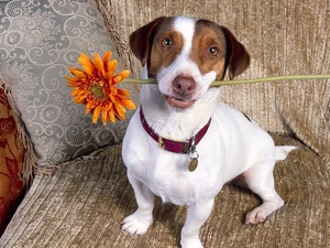 Jack Russell Terrier, Flower