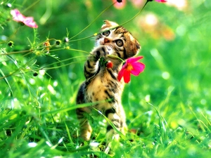 Flower, small, kitten