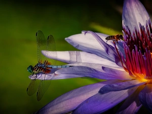 Close, water-lily, dragon-fly, bee, Maroon Flower