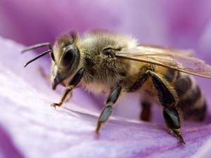 Flower, bee, petal